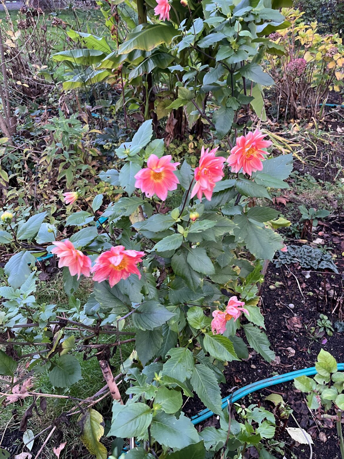 December Dahlia Seattle