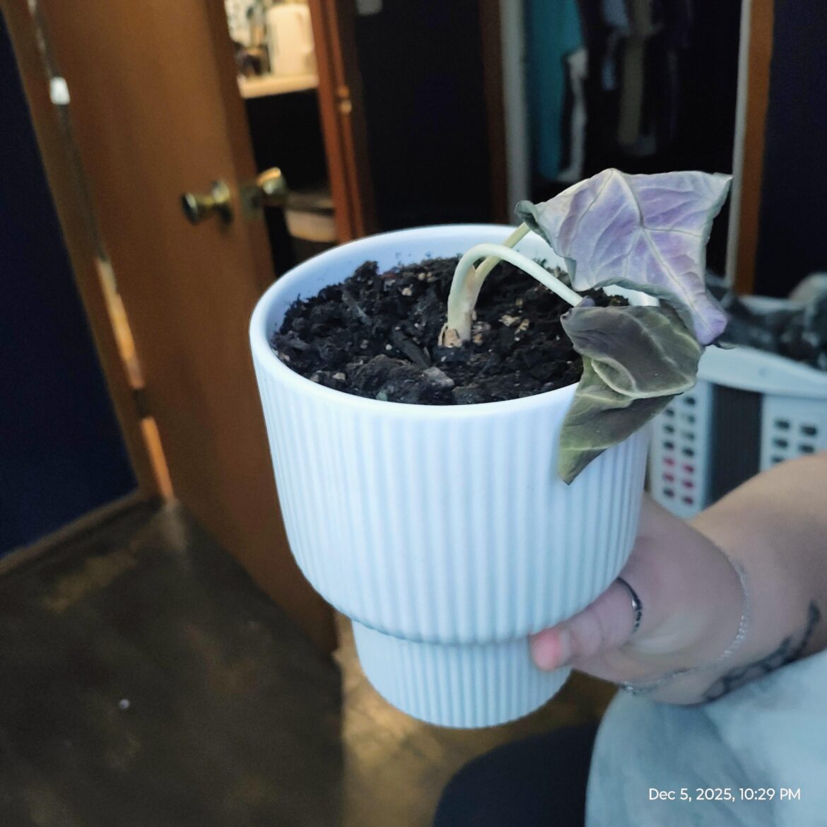 How do I save my black velvet?