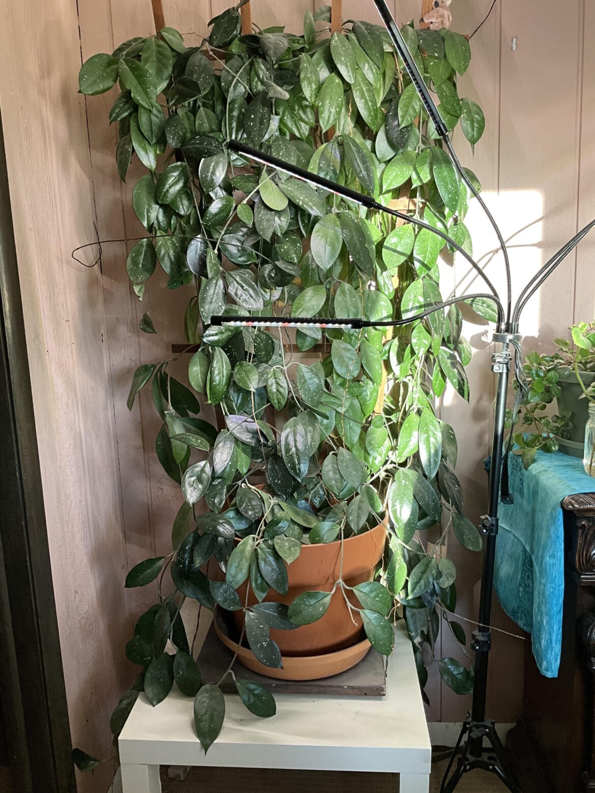 60+ year carnosa 60+ year carnosa