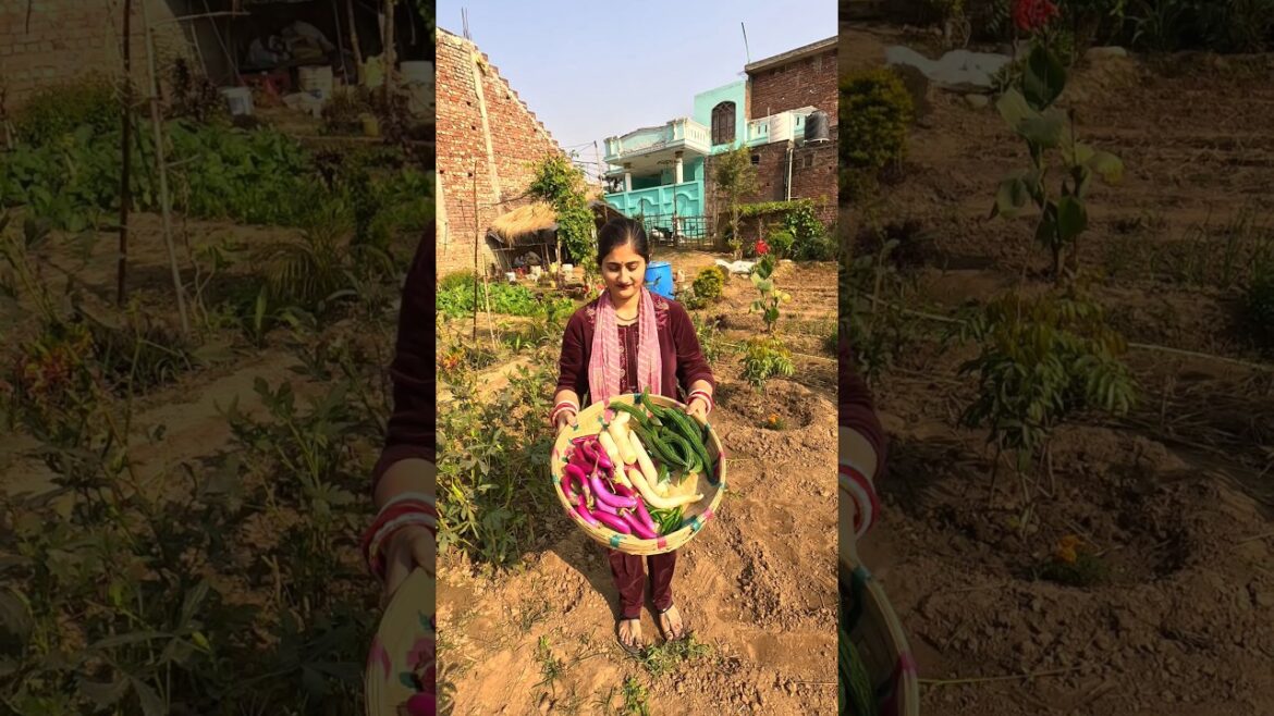Aaj ki harvesting๐ฅฐ#organicfarming#garden#love#shortfeed#homegardening#shorts Aaj ki harvesting๐ฅฐ#organicfarming#garden#love#shortfeed#homegardening#shorts