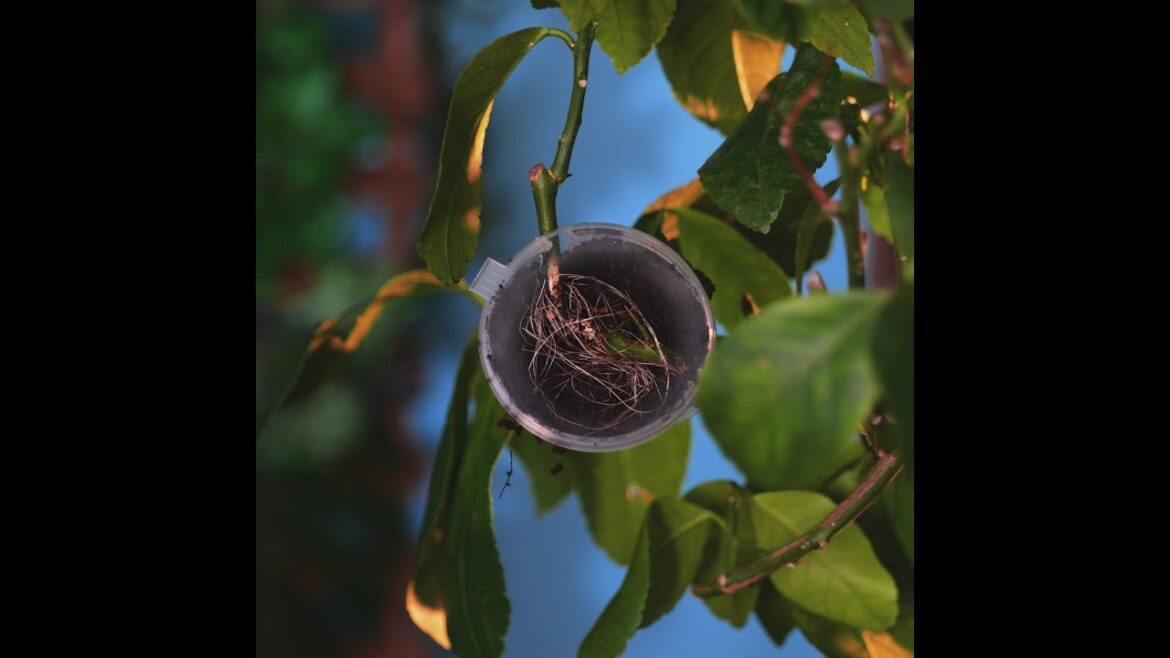 Easy Gardening & Plant Growing Hacks And Tips 🪴