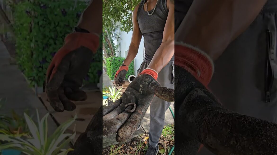 cleaning up the garbage side #diy #zenzone  #landscaping #homeproject