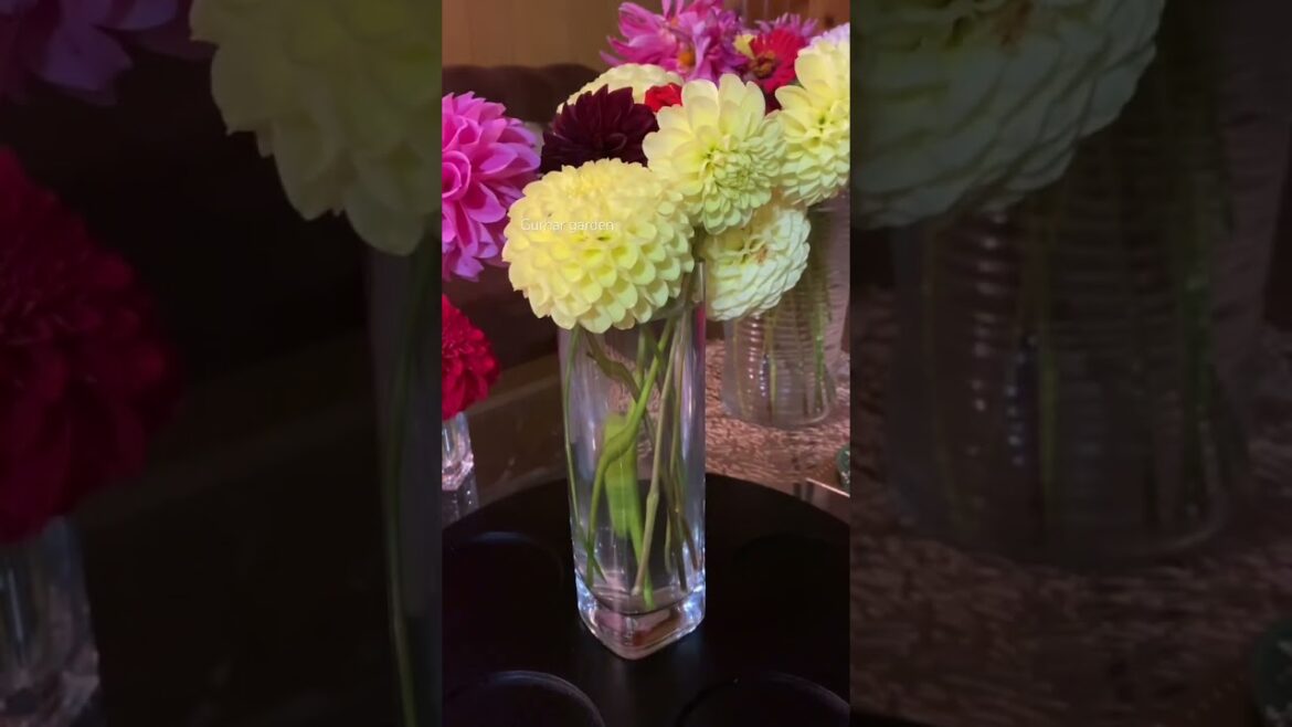 Dahlia tubers #dahlia  #dahliaplant  #dahlias #backyard  #garden  #flowers  #2025  #nature  #yt