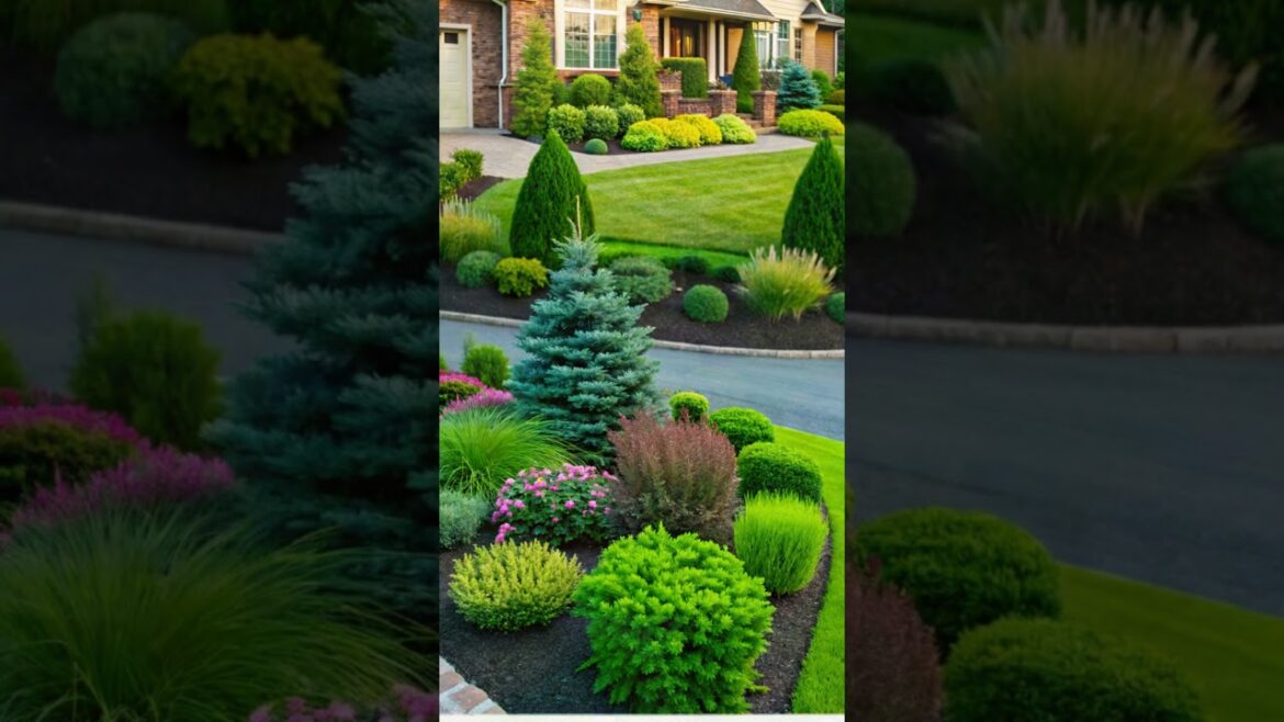 Evergreen Elegance: Coniferous Plant Front Yard Design Ideas Evergreen Elegance: Coniferous Plant Front Yard Design Ideas