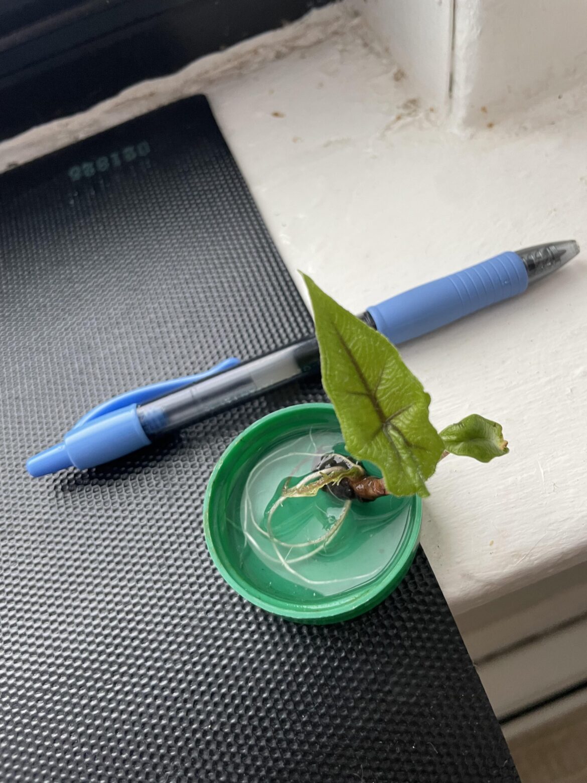 Is This Ready for Soil?