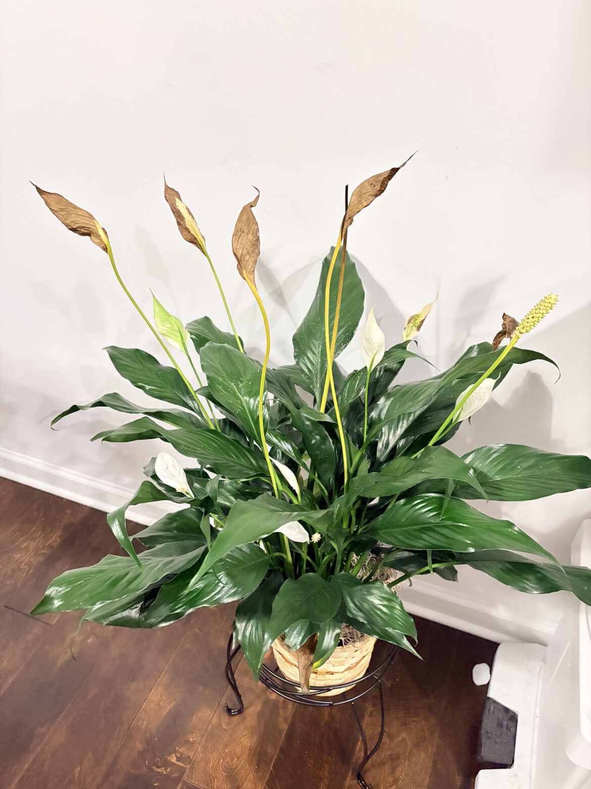 Looking for advice on this peace lily. (Details in caption) Looking for advice on this peace lily. (Details in caption)