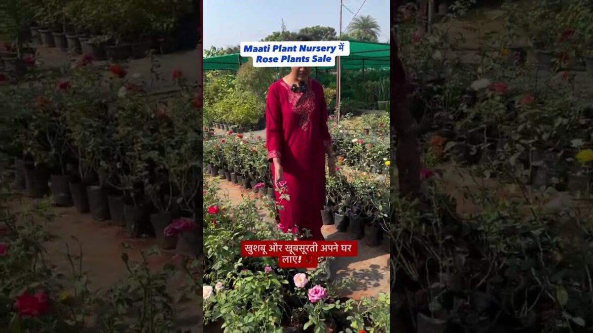 अपने घर और गार्डन को सजाएं ताजगी और रंगों से Maati Plants Nurseryमें पाएं बेस्ट क्वालिटी Rose Plants अपने घर और गार्डन को सजाएं ताजगी और रंगों से Maati Plants Nurseryमें पाएं बेस्ट क्वालिटी Rose Plants
