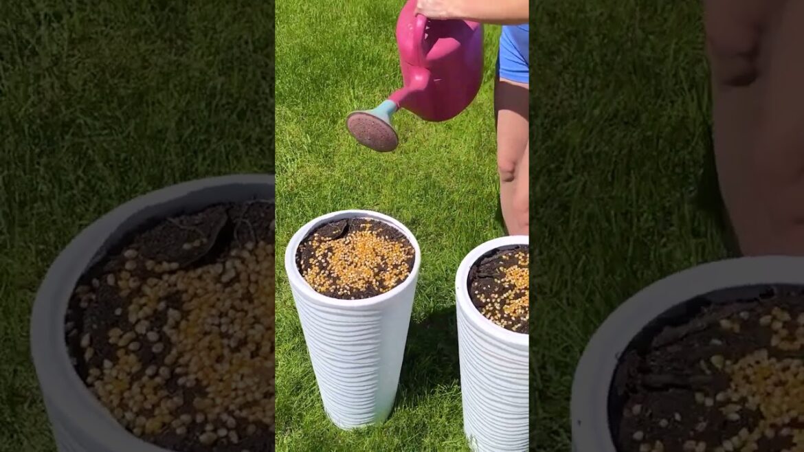 Effortless garden hacks that actually work 🪴✅#5MinuteBeat Effortless garden hacks that actually work 🪴✅#5MinuteBeat