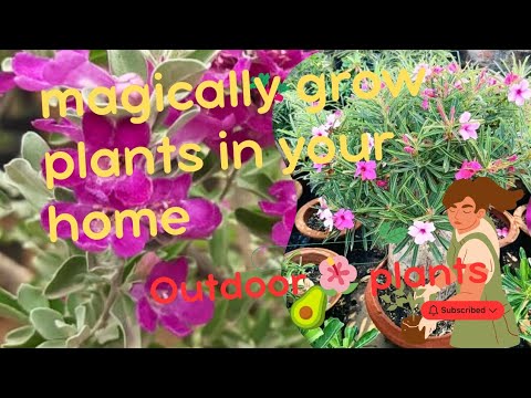 Gardening Tips: आसान तरीके.With Gardener Gardening Tips: आसान तरीके.With Gardener