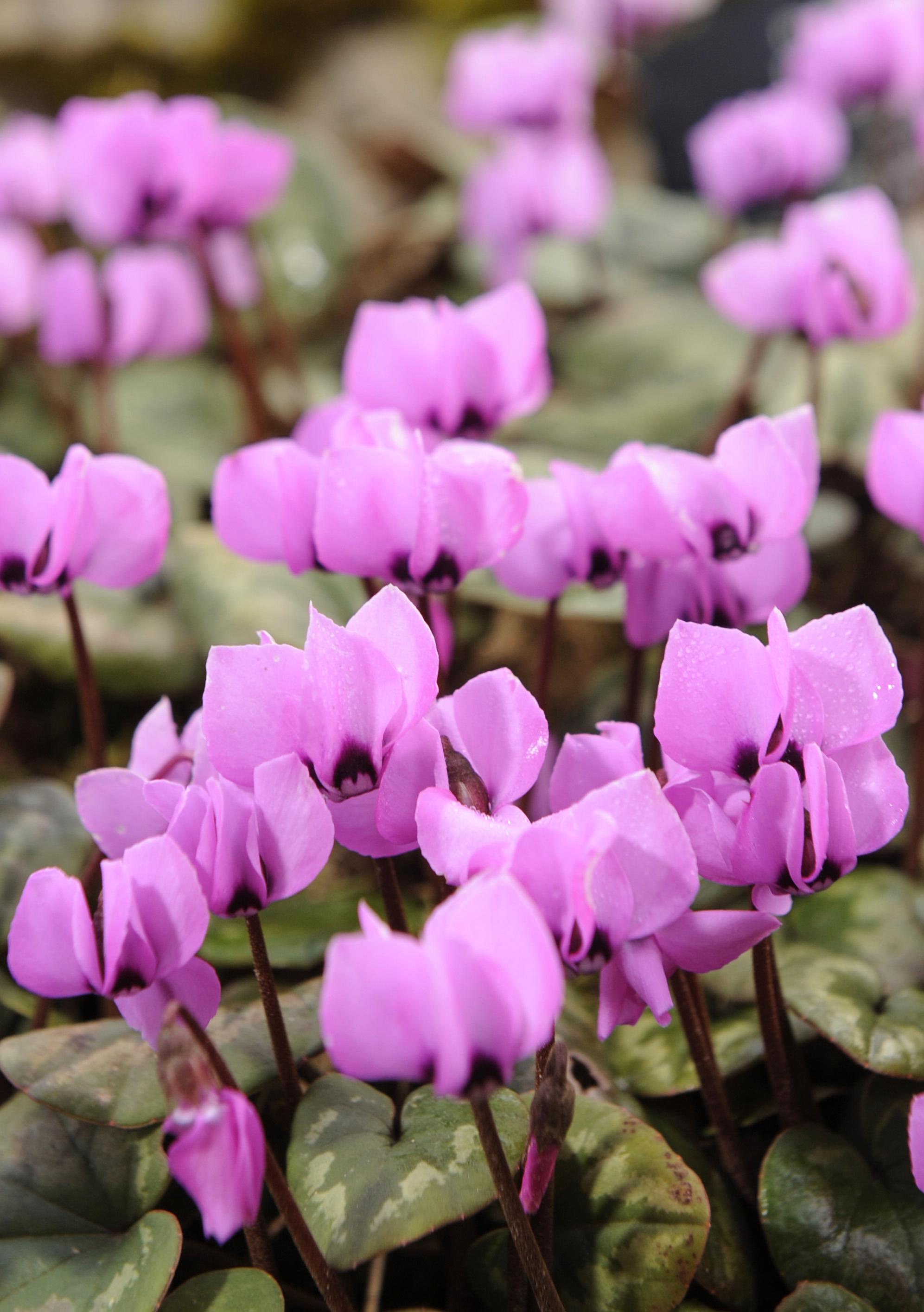FILE – Cyclamen blossom in Freiburg, southern Germany, on Feb....