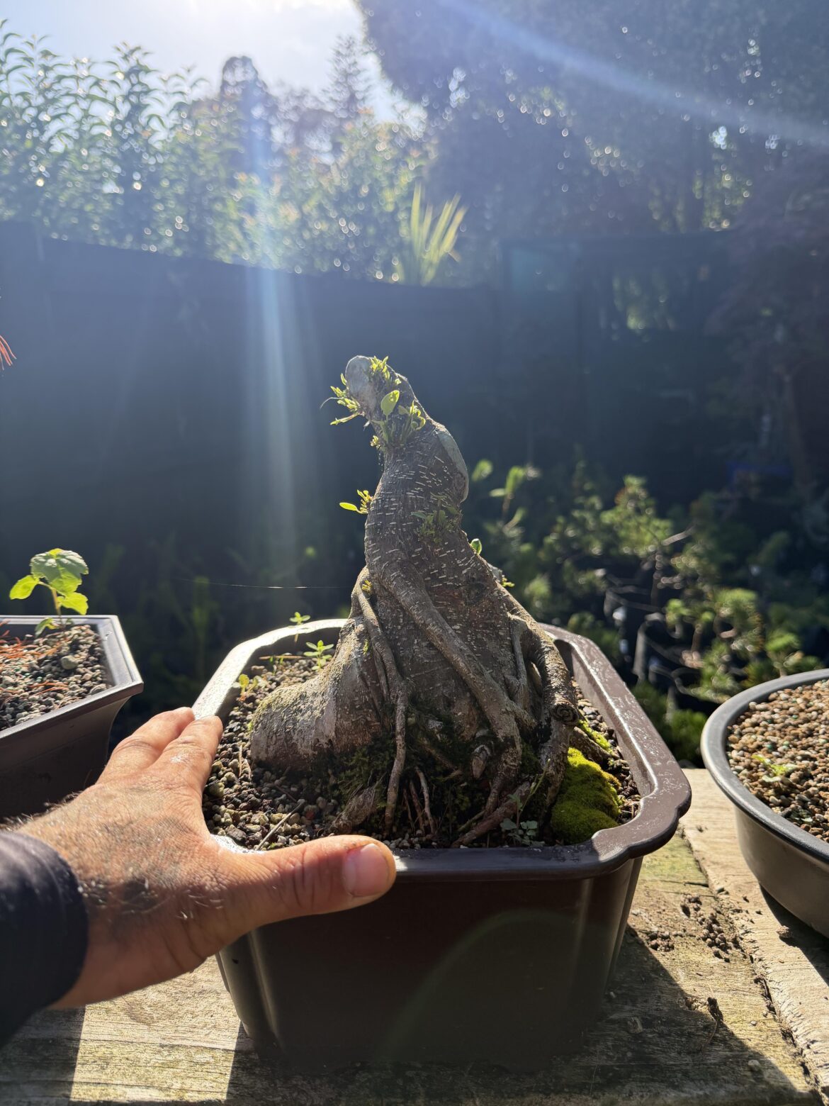 Chunky little ficus I cut back last year pushing new growth!