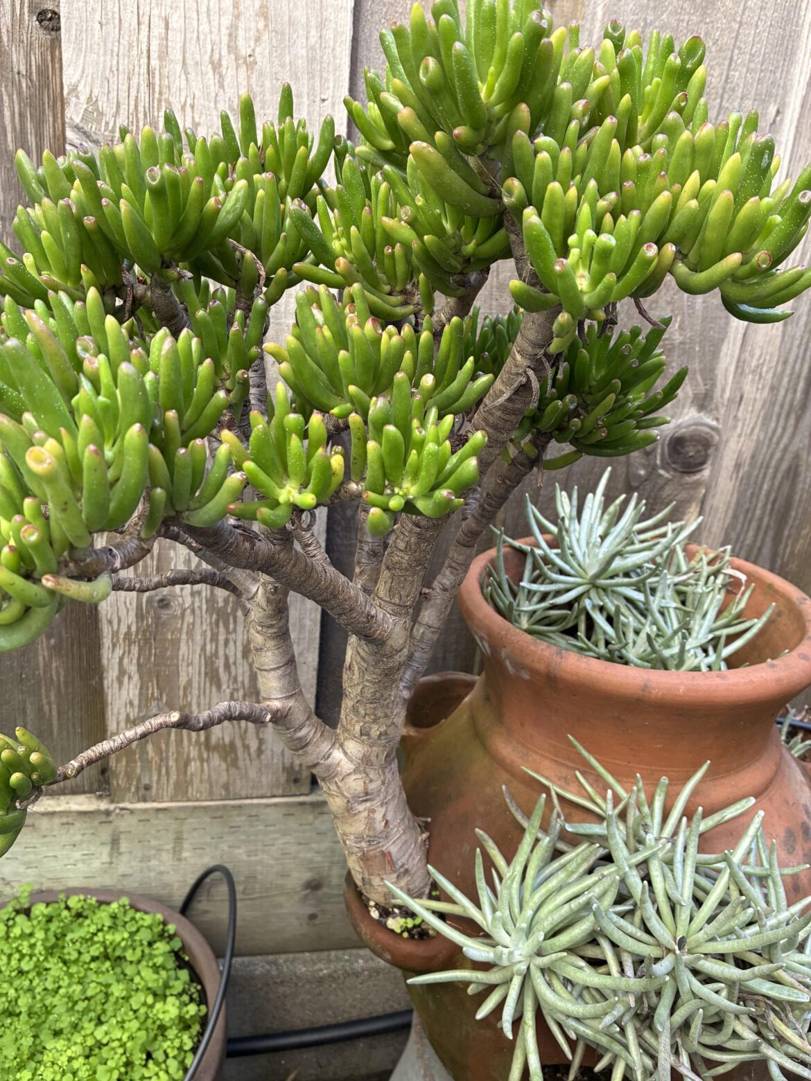 Free my trapped succulent