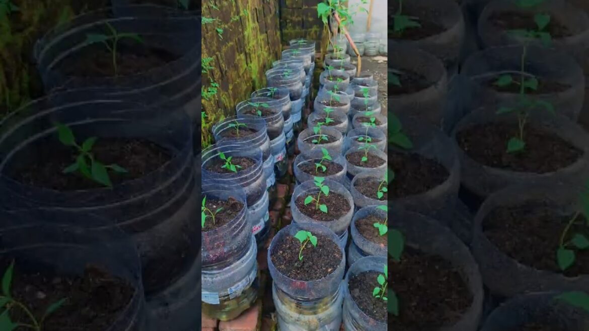 DIY Self-Watering Pots from Recycled Containers #gardeningtips #balconygarden #smallgarden DIY Self-Watering Pots from Recycled Containers #gardeningtips #balconygarden #smallgarden