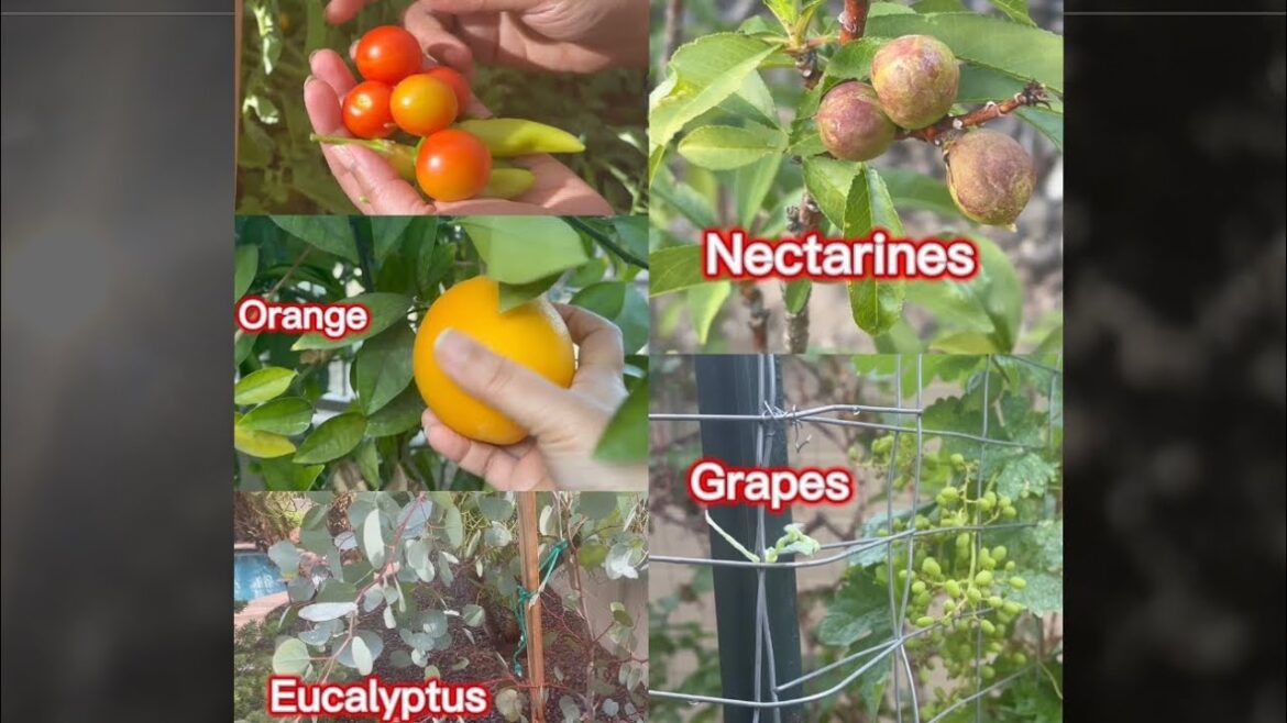 Today’s HARVEST HAUL and Garden tour 🥳 #backyardgardening #homegardening #vegetablegarden #organic Today’s HARVEST HAUL and Garden tour 🥳 #backyardgardening #homegardening #vegetablegarden #organic