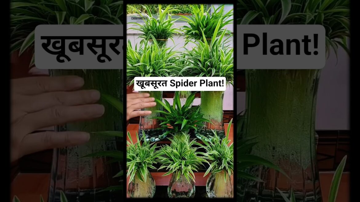 Fast Rooting Secret for Spider Plants in Water Hydroponic Gardening Hack Fast Rooting Secret for Spider Plants in Water Hydroponic Gardening Hack