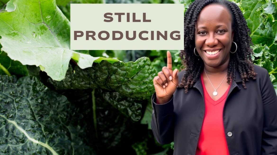 Cold Weather Plants Still Producing | Garden Tour Cold Weather Plants Still Producing | Garden Tour