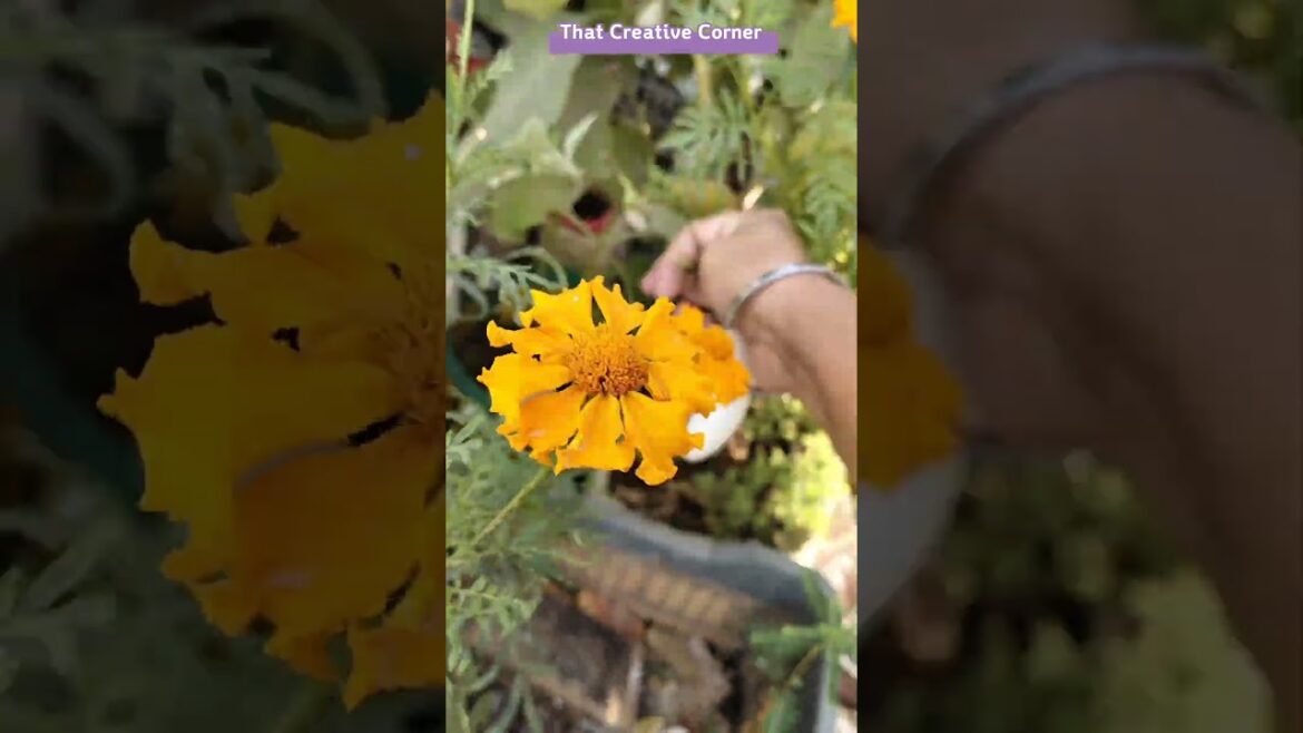Harvesting #shorts #terracegarden #gardening #organicgardening #vegetablegarden #yt #grow #harvest Harvesting #shorts #terracegarden #gardening #organicgardening #vegetablegarden #yt #grow #harvest