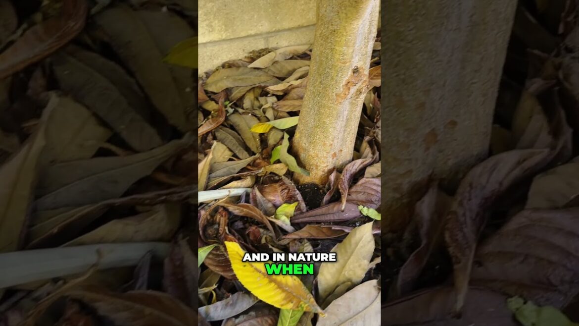 California Gardening: Perfect Potting Mix for Healthy Plant Roots Perfect Potting Mix for Healthy Plant Roots