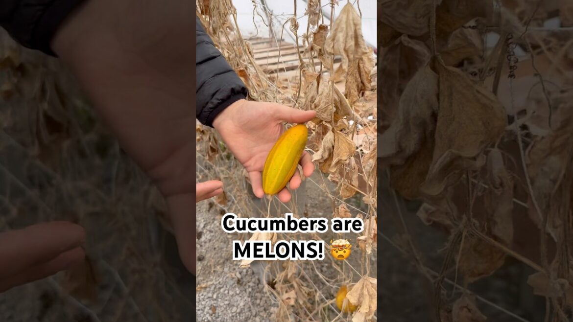 You Have Probably Never Eaten a Ripe Cucumber! #garden #gardening #gardeningtips