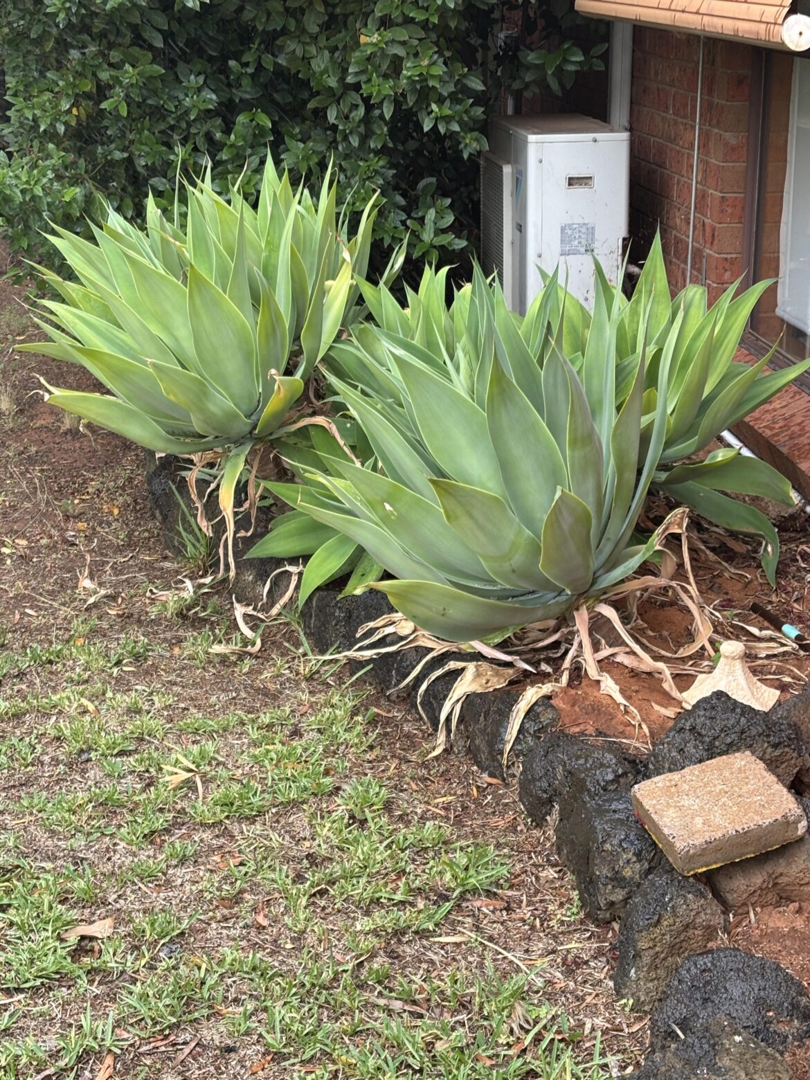 Can I just pull the dead leaves off?