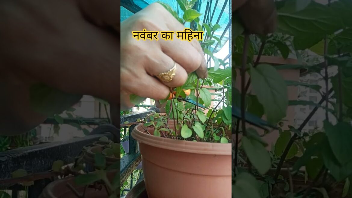 #short#shortfeed #naturelovers #naturalbeauty #gardening #gardeningtips #trendingreels #short#shortfeed #naturelovers #naturalbeauty #gardening #gardeningtips #trendingreels
