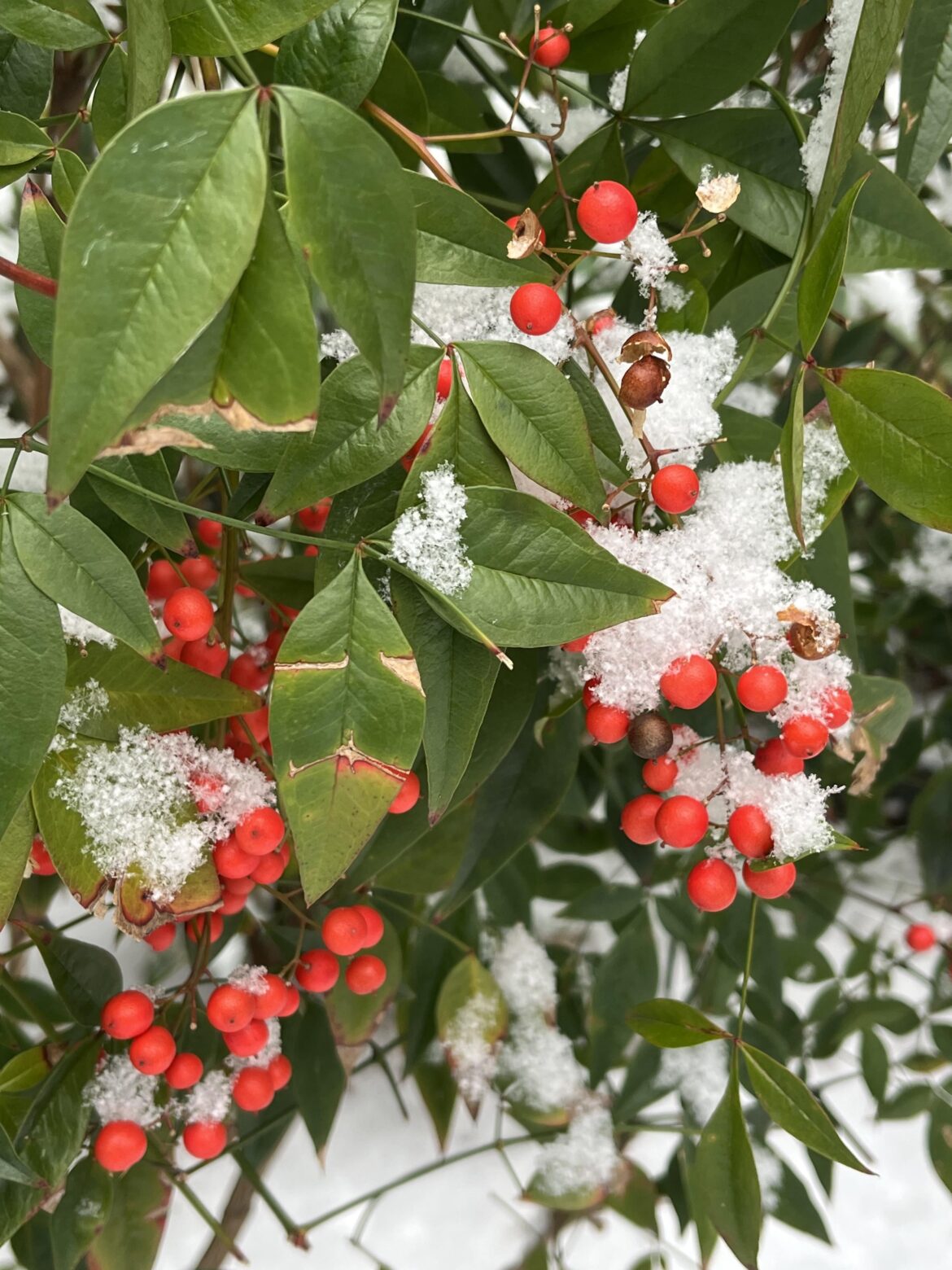Nandina domestica (heavenly bamboo) in the snow