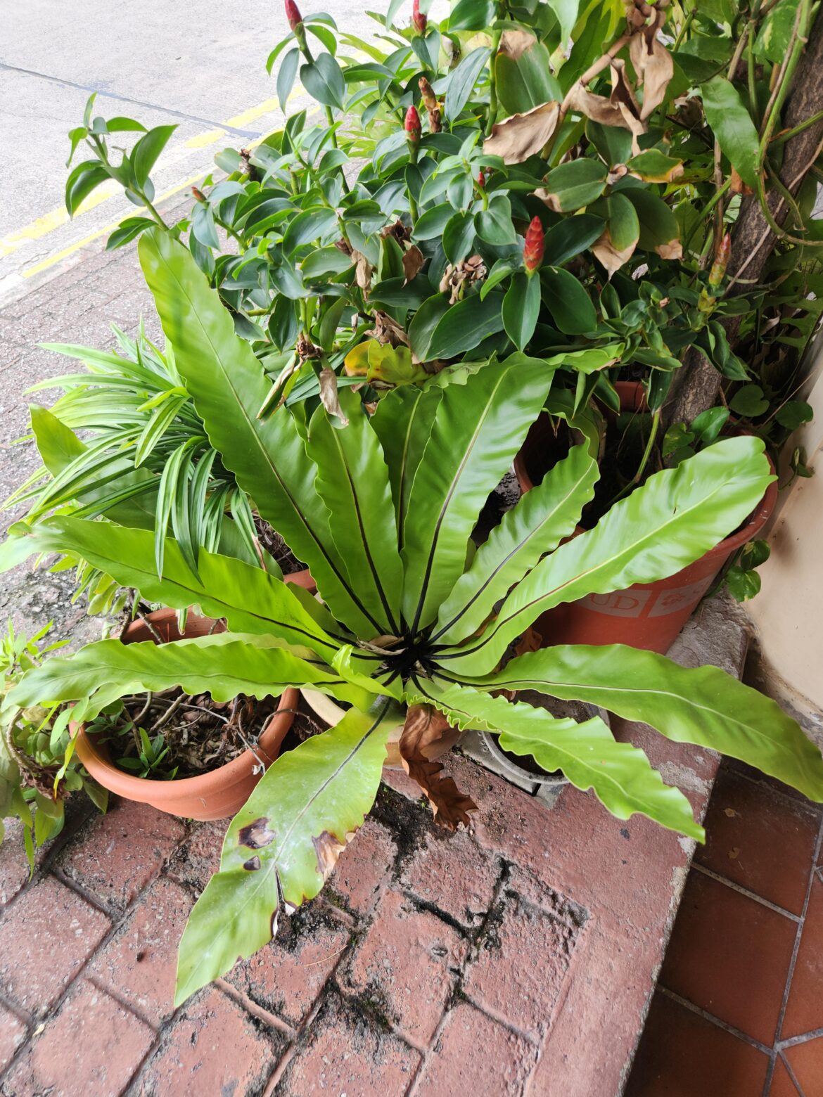 Someone in Singapore loves native ferns enough to grow them in their pot... Or did it plant itself naturally?