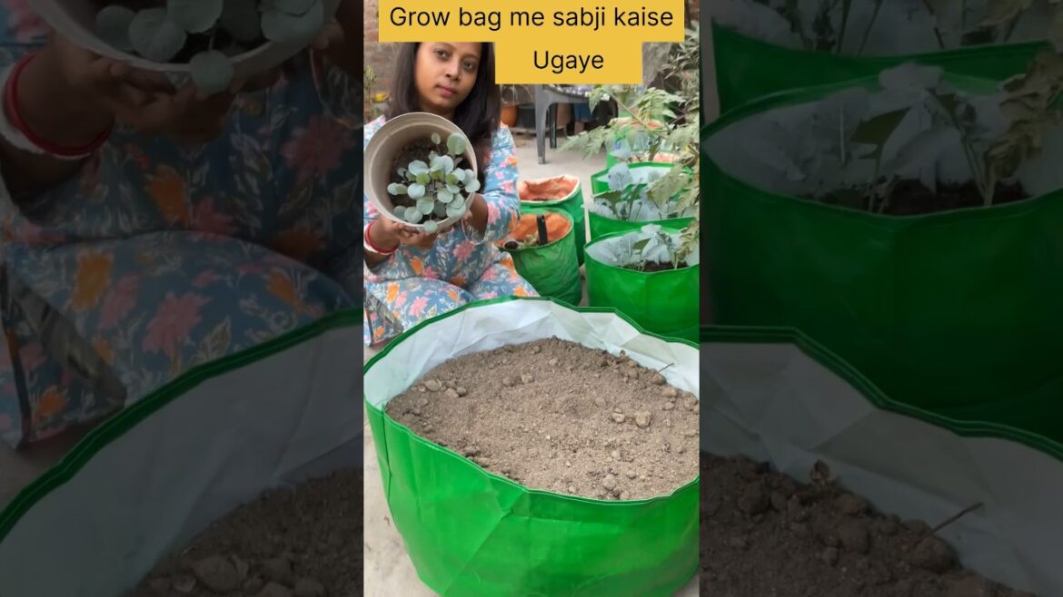 grow bag me sabji kaise ugaye #shortsfeed #garden #plants #terracegardenindia #yt #gardening