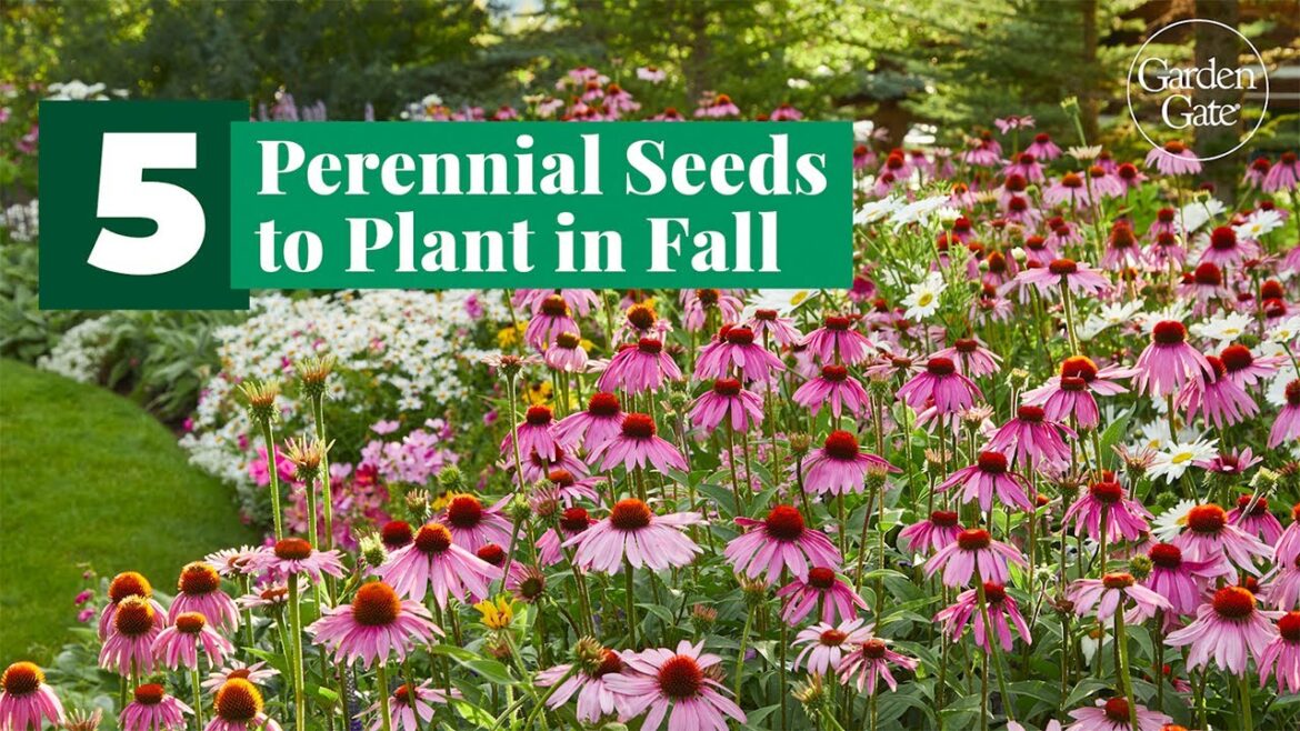 5 Perennial Seeds to Plant in Fall 🌱 Must-Grow Picks! #gardentips #perennialgarden #seedsowing