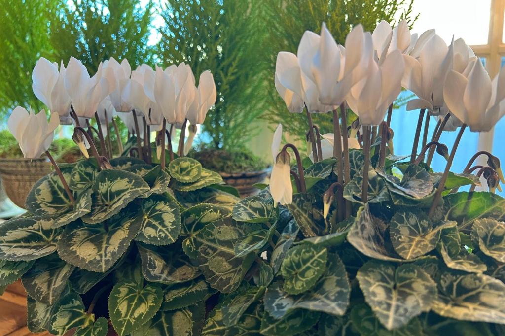 This underappreciated holiday flower has upside-down blooms This underappreciated holiday flower has upside-down blooms