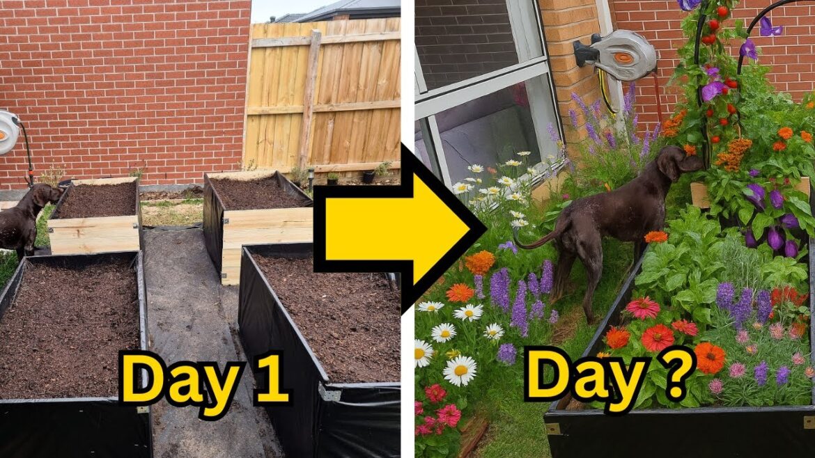 Day 3: Our Small Backyard Garden Is Finally Coming to Life Day 3: Our Small Backyard Garden Is Finally Coming to Life