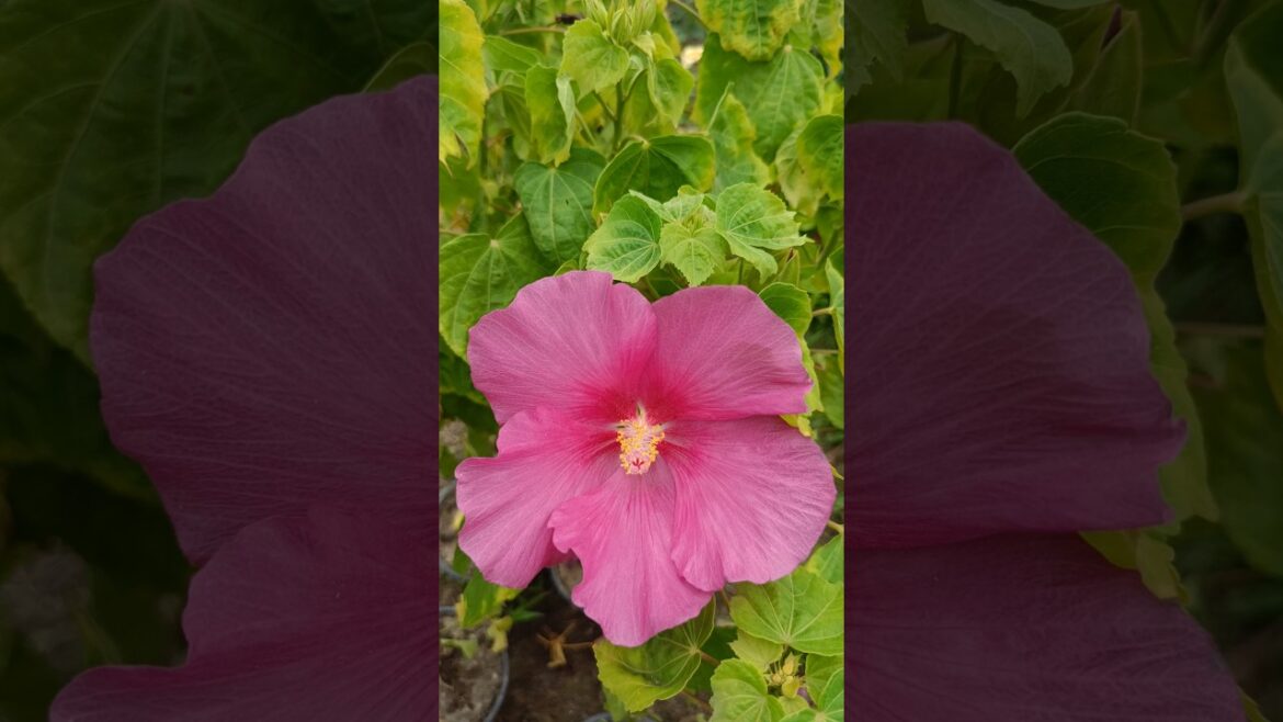 The Most Beautiful Flowers At Kutumb Nursery 🌺 || #flowers #shortvideo #ytshorts #shorts