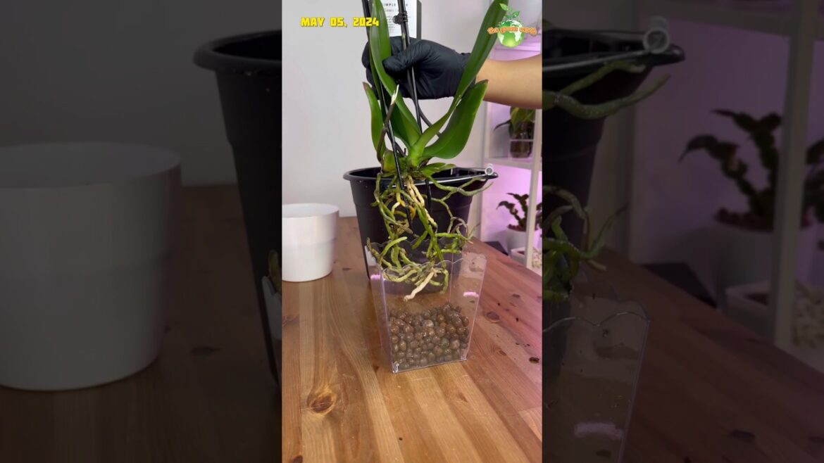Let’s Repot This Orchid to Clay Pebbles Using Clear Container from Dolar Tree #orchids #plants