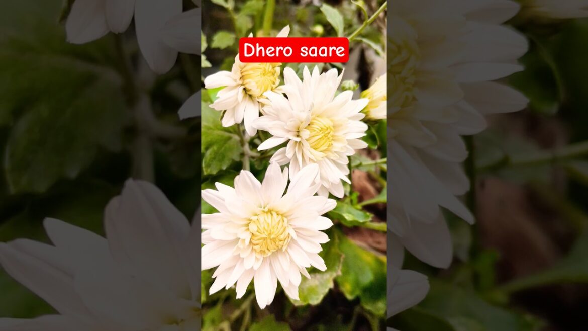 Spring is Here: The 2025 Color Trends Blooming#chamanthi #flowers #shrots #trendingshorts