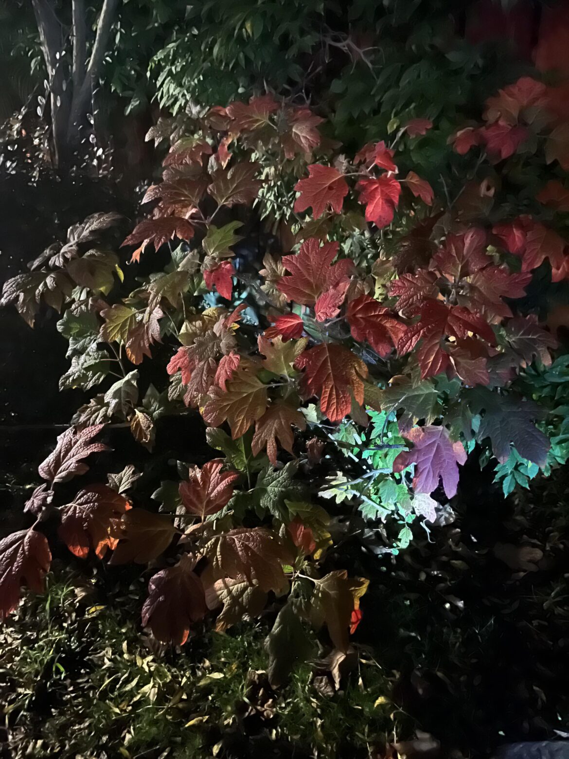 Maybe a small oak? Leaves changing colors are so pretty.