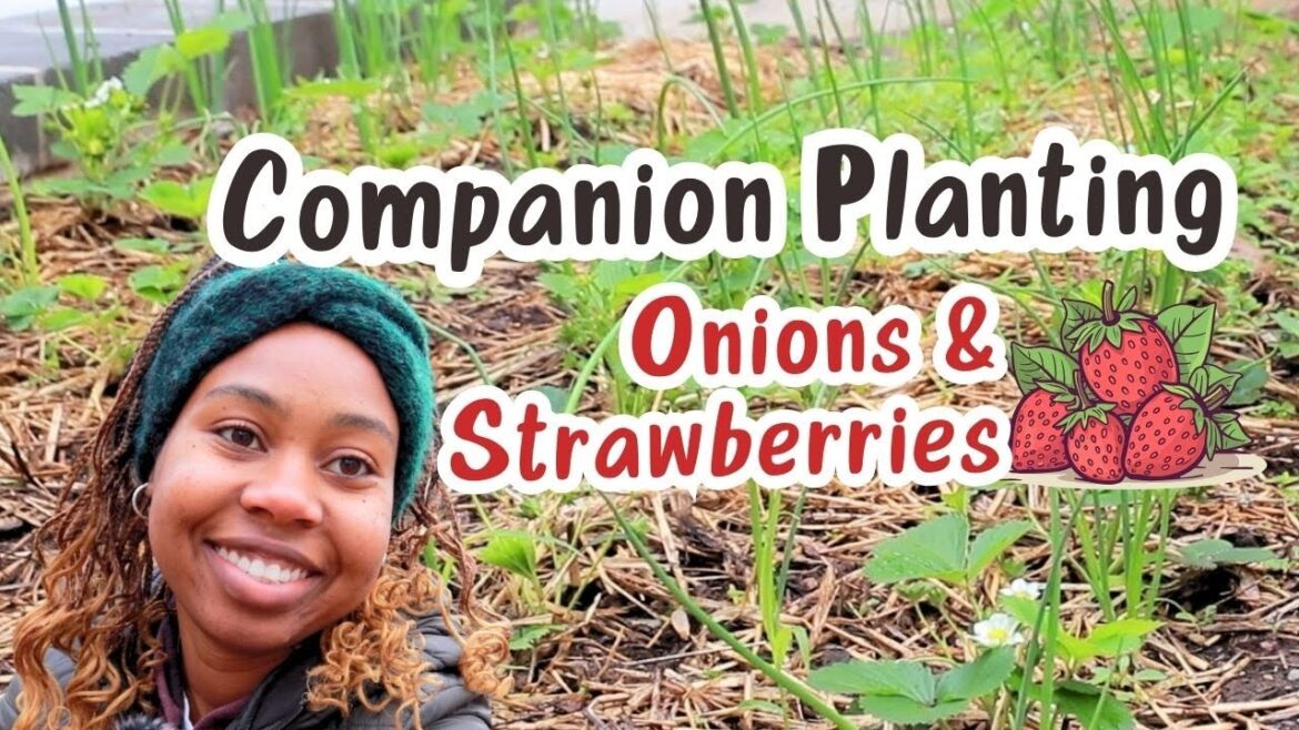 Planting Onions with Strawberries in my Front Yard Garden, Sowing Beets and Turnips || Irie Gardener Planting Onions with Strawberries in my Front Yard Garden, Sowing Beets and Turnips || Irie Gardener