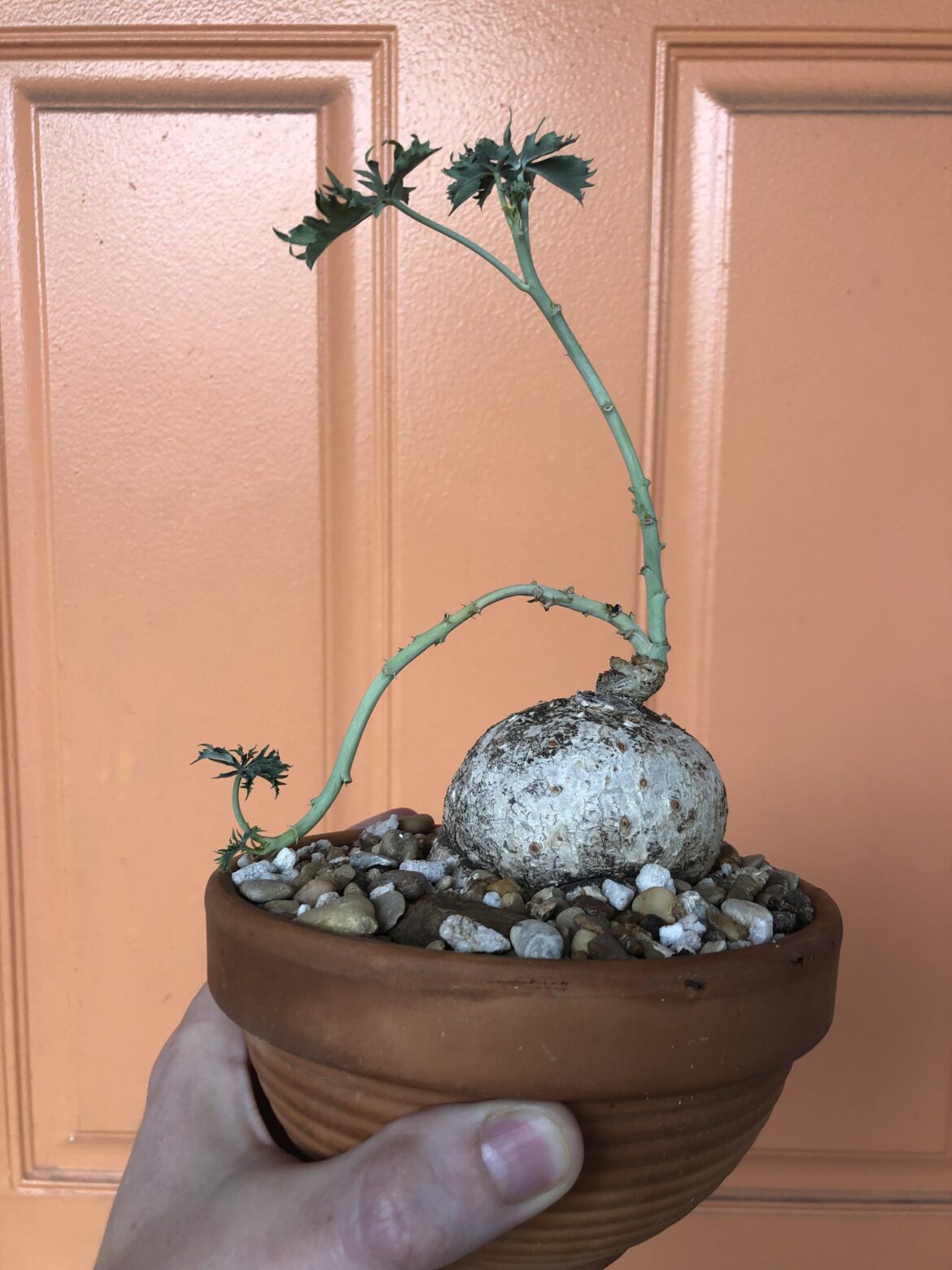 Seussian j. Cathartica