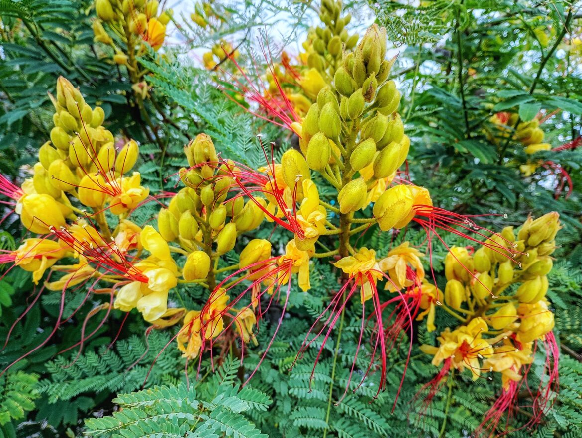 What kind of flower is this?