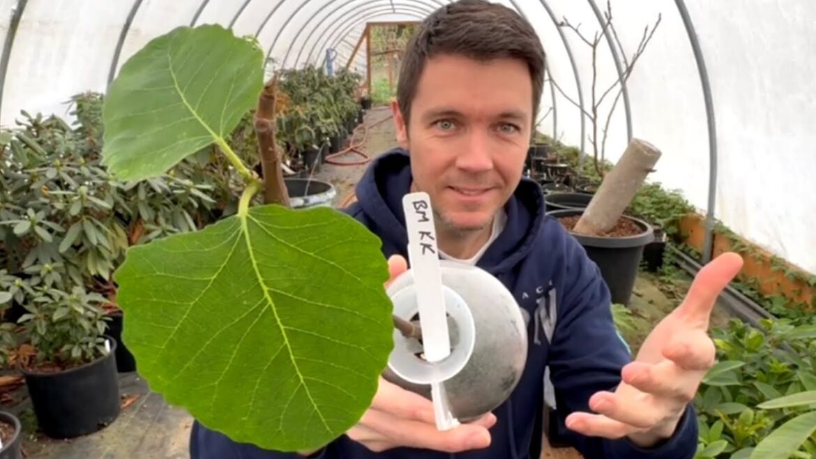 Growing Fresh Fruit All Year 1 | Container Gardening Indoors Begins