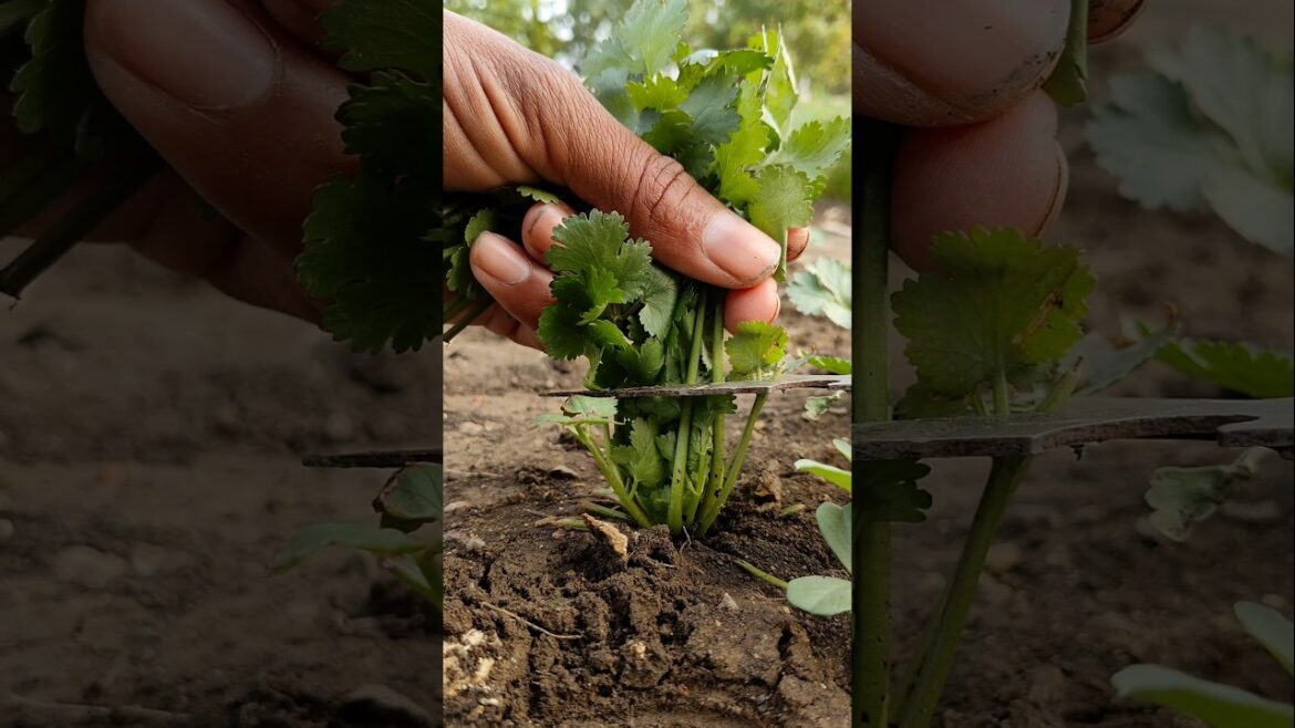 Harvesting fresh coriander #nature #farming #coriander #shorts