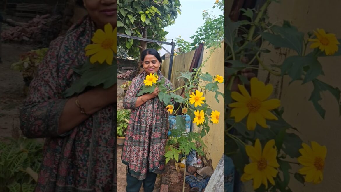 backyard garden #gardening #flowers #plants #flowerzone