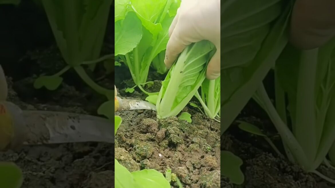 Harvesting Mustard Green Leaves 🌱 #garden #gardening #agriculture #farming #satisfying