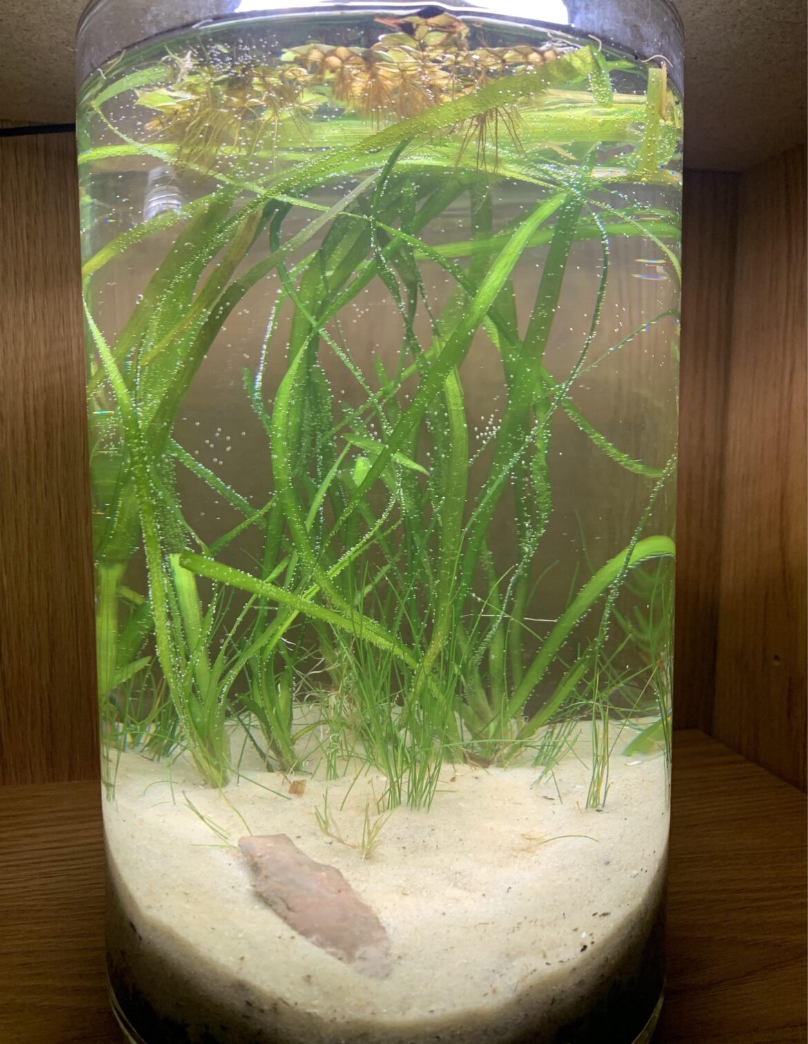 New Florida Springs Inspired Jar