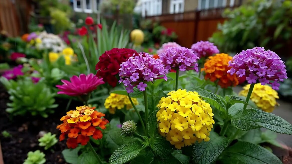 Tiny Front Yard Color Year-Round Garden Ideas to Boost Curb Appeal in 2026 🌈🏡