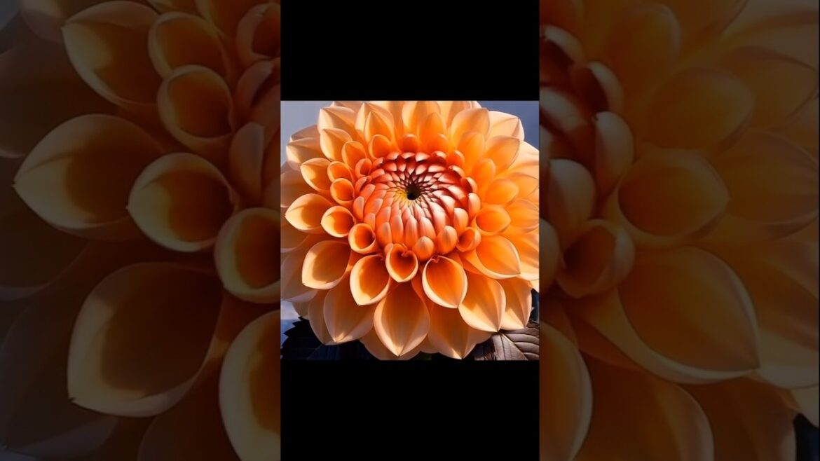 The FASTEST Way to Grow Dahlia from Seed to Full Bloom