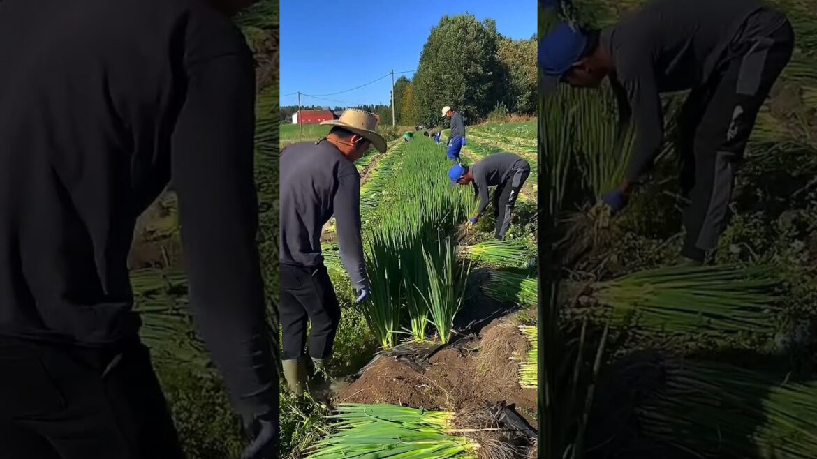 Onion Leaves Harvesting Time ! #garden #gardening #agriculture #farmer #farming