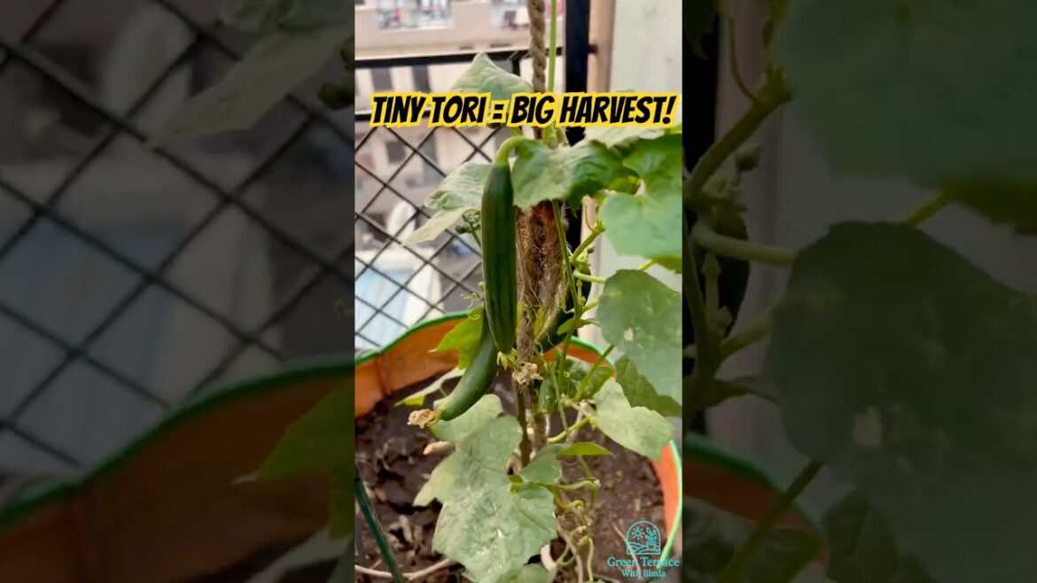 Grow Bag से निकली Mini Tori!! Grow Bag से निकली Mini Tori!!