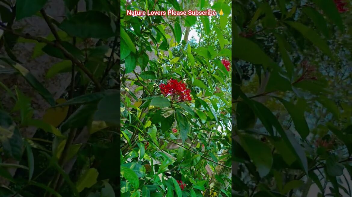 Natural Beauty of Village #village #flowers #garden #nature #naturelovers #happiness #gardening Natural Beauty of Village #village #flowers #garden #nature #naturelovers #happiness #gardening