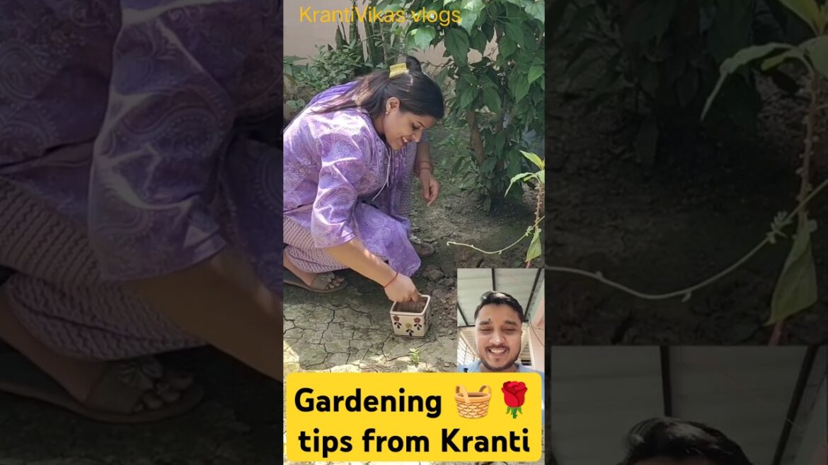 😱😱 #Gardening tips from Kranti🧺🌹🌷☘️ #like #comments #subscribe #minivlog #krantivikas vlogs 😱😱 #Gardening tips from Kranti🧺🌹🌷☘️ #like #comments #subscribe #minivlog #krantivikas vlogs
