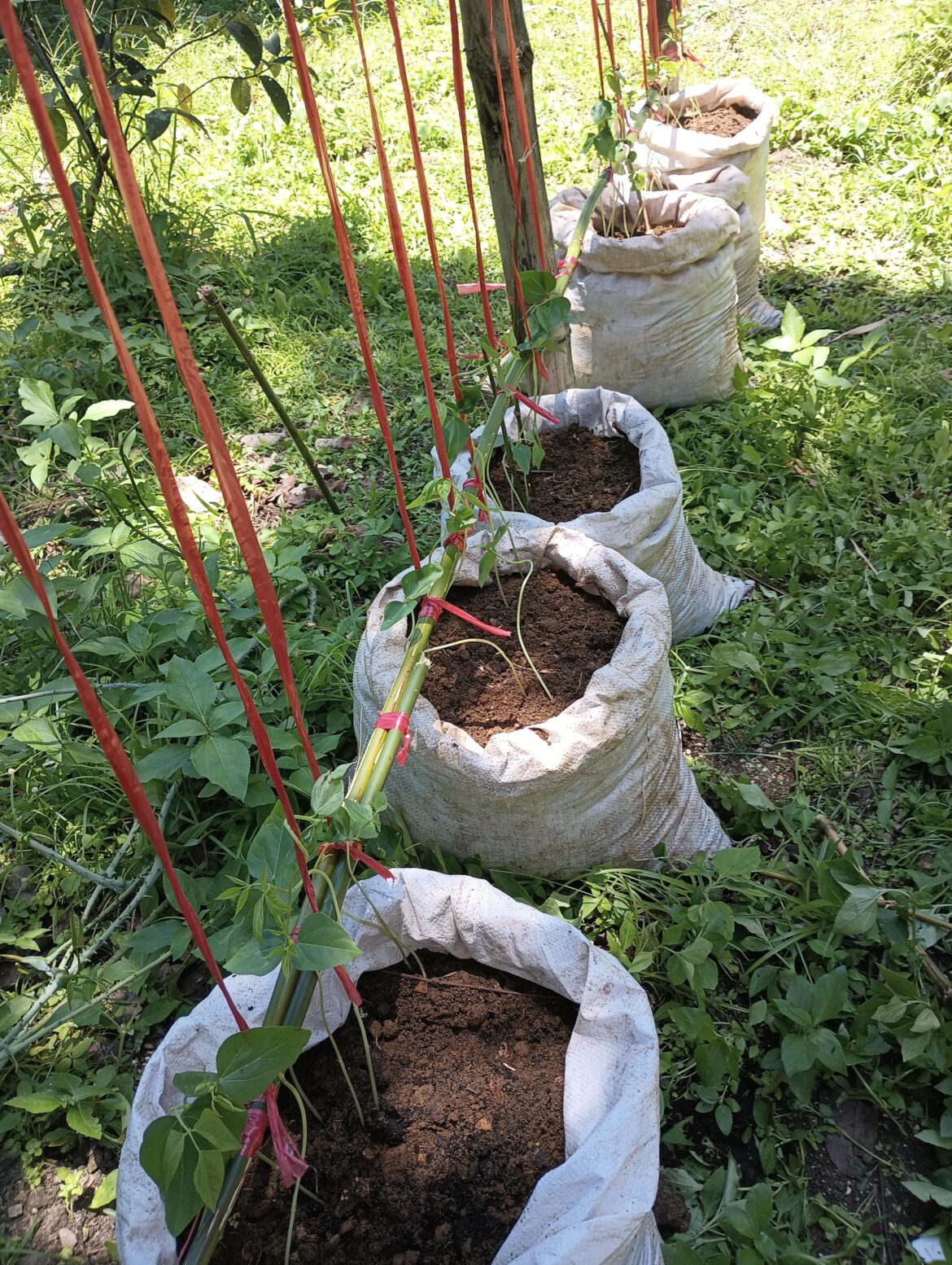 New home made trellis for the beans at our back yard.